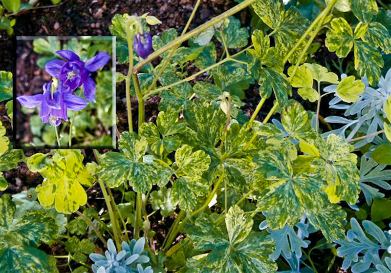 19 Aquilegia vulgaris - brokbladig.jpg - Aquilegia vulgaris - brokbladig